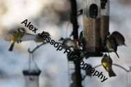 Mixed Feeder